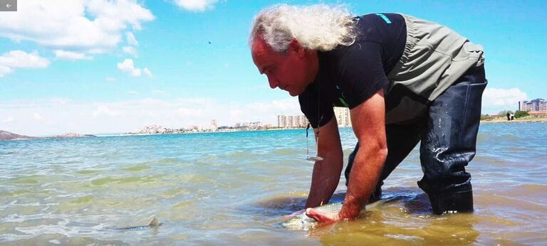 Mújoles marcados y liberados en el Mar Menor