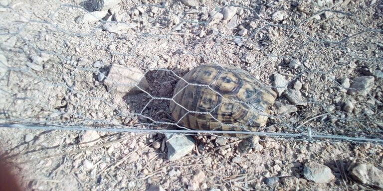 AMACOPE EXIGE A CARRETERAS QUE IMPIDA LAS MUERTES DE TORTUGA MORA EN EL ENTORNO DE CABO COPE 