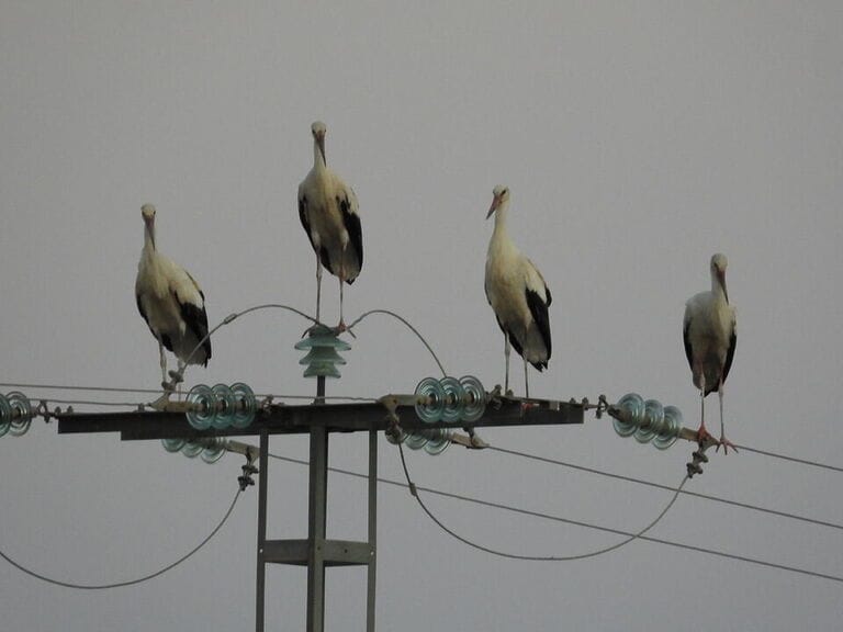 ANSE: "Electrocución en directo de un bando de cigüeñas blancas en Calasparra"
