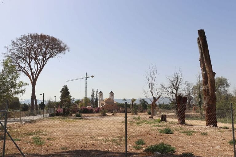 Huermur denuncia el martirio de los pinos centenarios de Churra en la huerta de Murcia