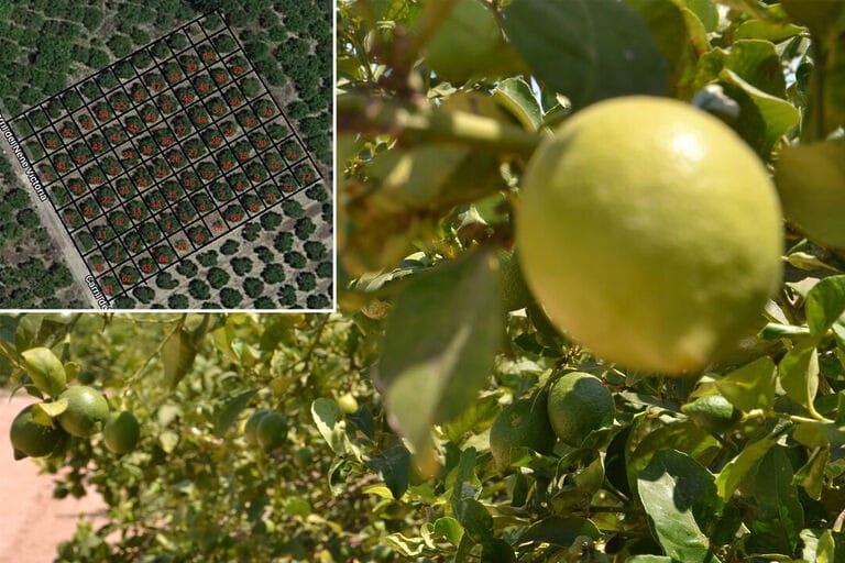 Imágenes aéreas y de móvil permiten estimar con exactitud la producción de los limoneros