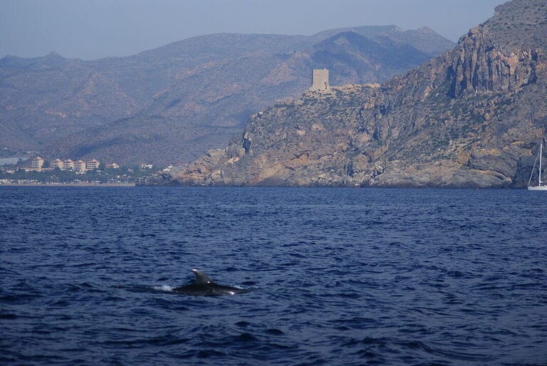 Rechazo a un Proyecto Offshore de cultivo de Seriola y Corvina en la bahía de Mazarrón
