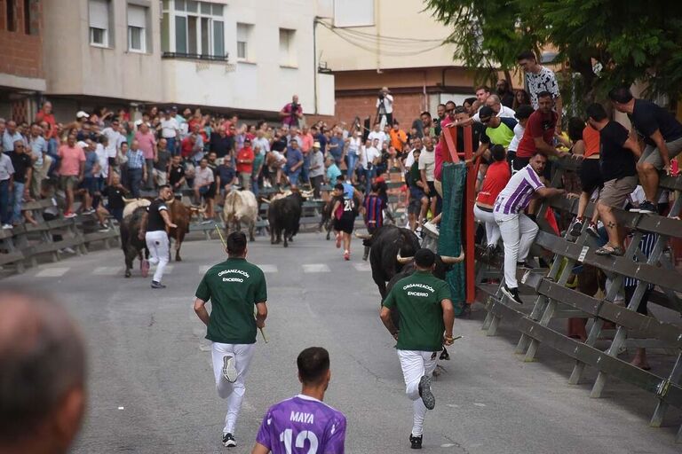 Encierros de Calasparra  3 de septiembre. El encierro de “El Pincha” protagoniza un encierro limpio y muy emocionante