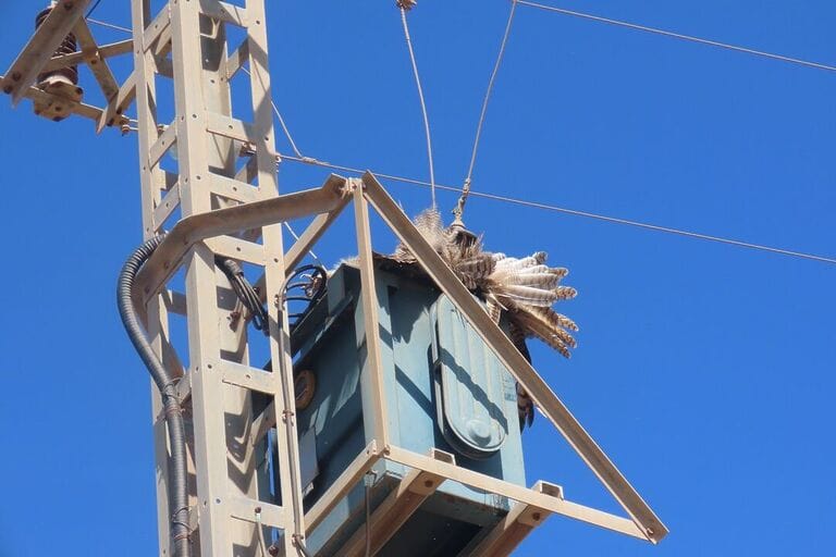 AMACOPE pide a las eléctricas que eviten la muerte de aves por electrocución