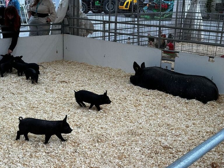 El PSOE de Lorca insta al Gobierno Regional a dedicar más recursos para preservar el patrimonio genético de nuestras razas ganaderas autóctonas 