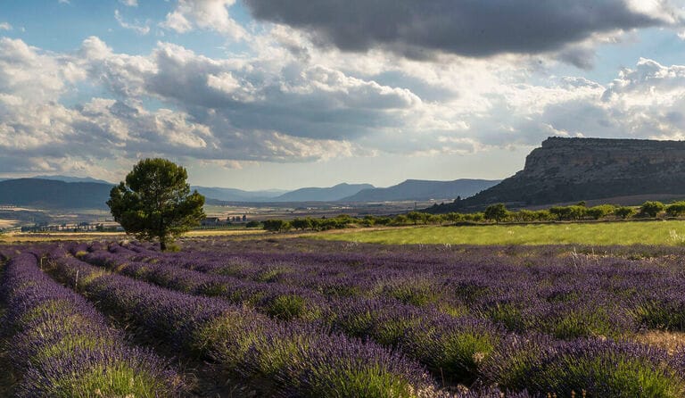La agricultura en Moratalla: Entre la imagen y la realidad
