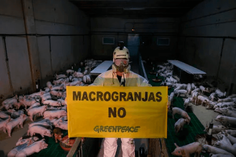López Miras bajo presión por autorizar ampliaciones de granjas porcinas sin control ambiental