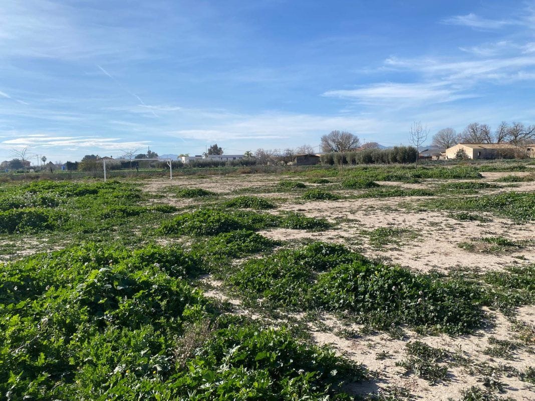 El PSOE de Lorca denuncia el abandono del parque de Campillo bajo la gestión del PP