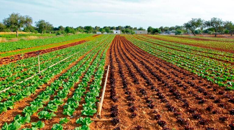 El PSOE exige al Gobierno regional medidas reales para salvar al sector agrícola de la Región de Murcia