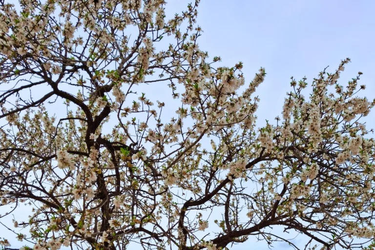 Mula conquista el turismo japonés con la floración del almendro