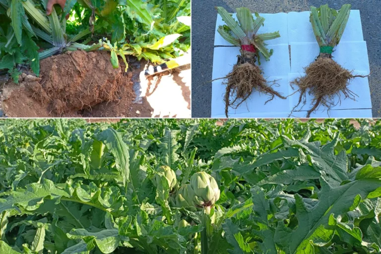 El biocarbón revoluciona el cultivo de alcachofa en Murcia como alternativa sostenible a los fertilizantes químicos