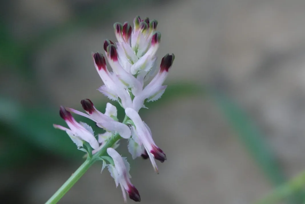 Descubierta una joya botánica única en Cabo Cope