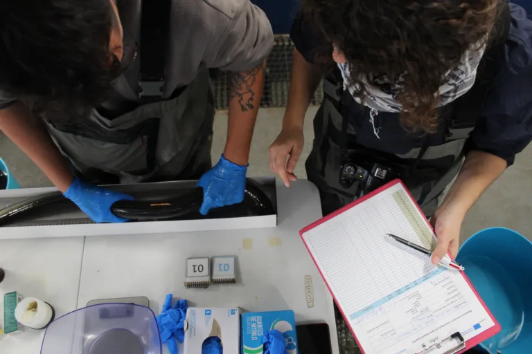 ANSE y WWF liberan casi un millar de anguilas marcadas para reforzar su conservación en el Mar Menor