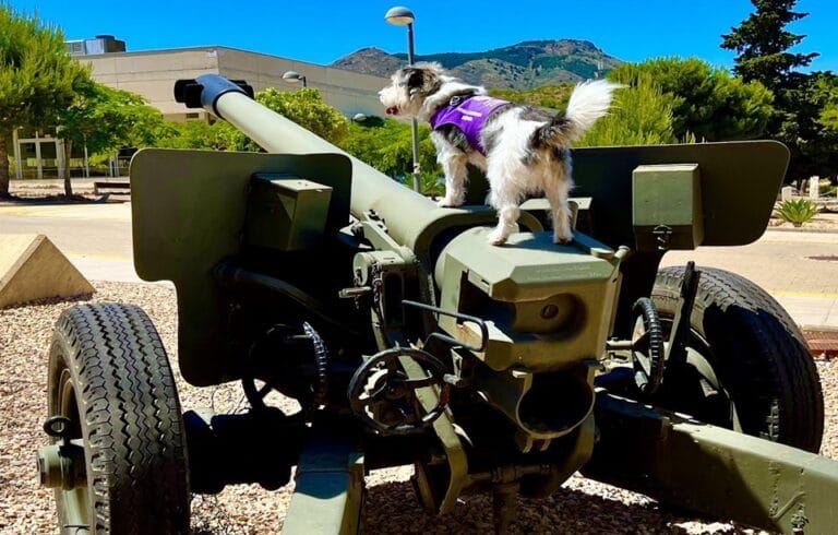 La Ruta de las Fortalezas será la primera carrera en España con perros de asistencia médica