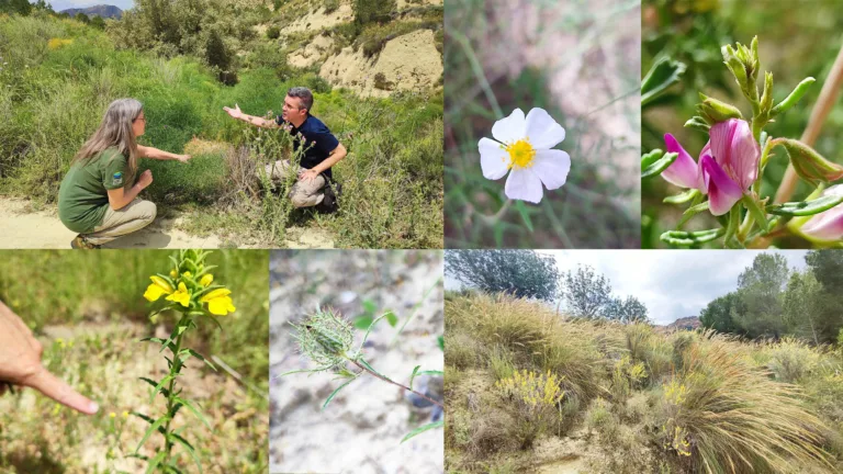 El V Biomaratón de Flora Española hará parada en Murcia con una ruta guiada por la Fuente de Columbares