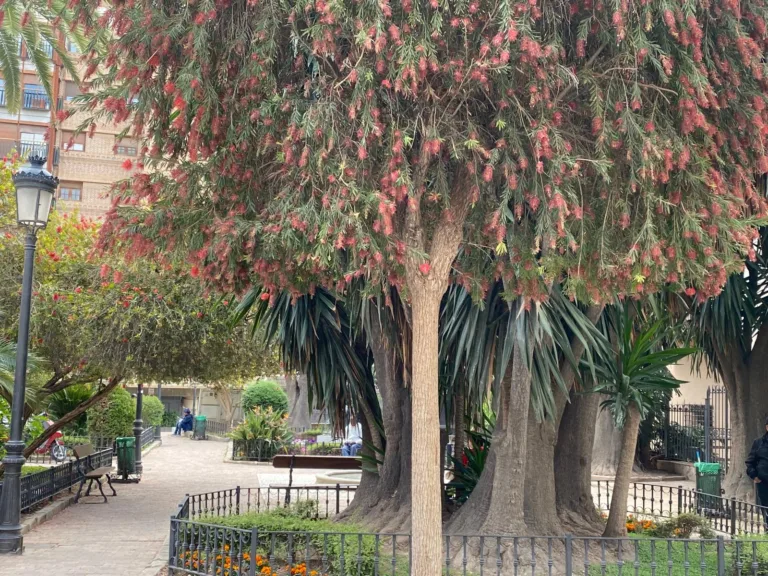 El PSOE exige fumigaciones urgentes en Lorca ante una plaga de mosquitos, moscas y ratas