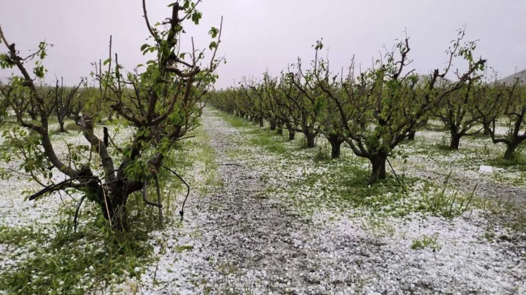CCOO exige medidas urgentes ante los daños por granizo en el Altiplano y el Noroeste murciano