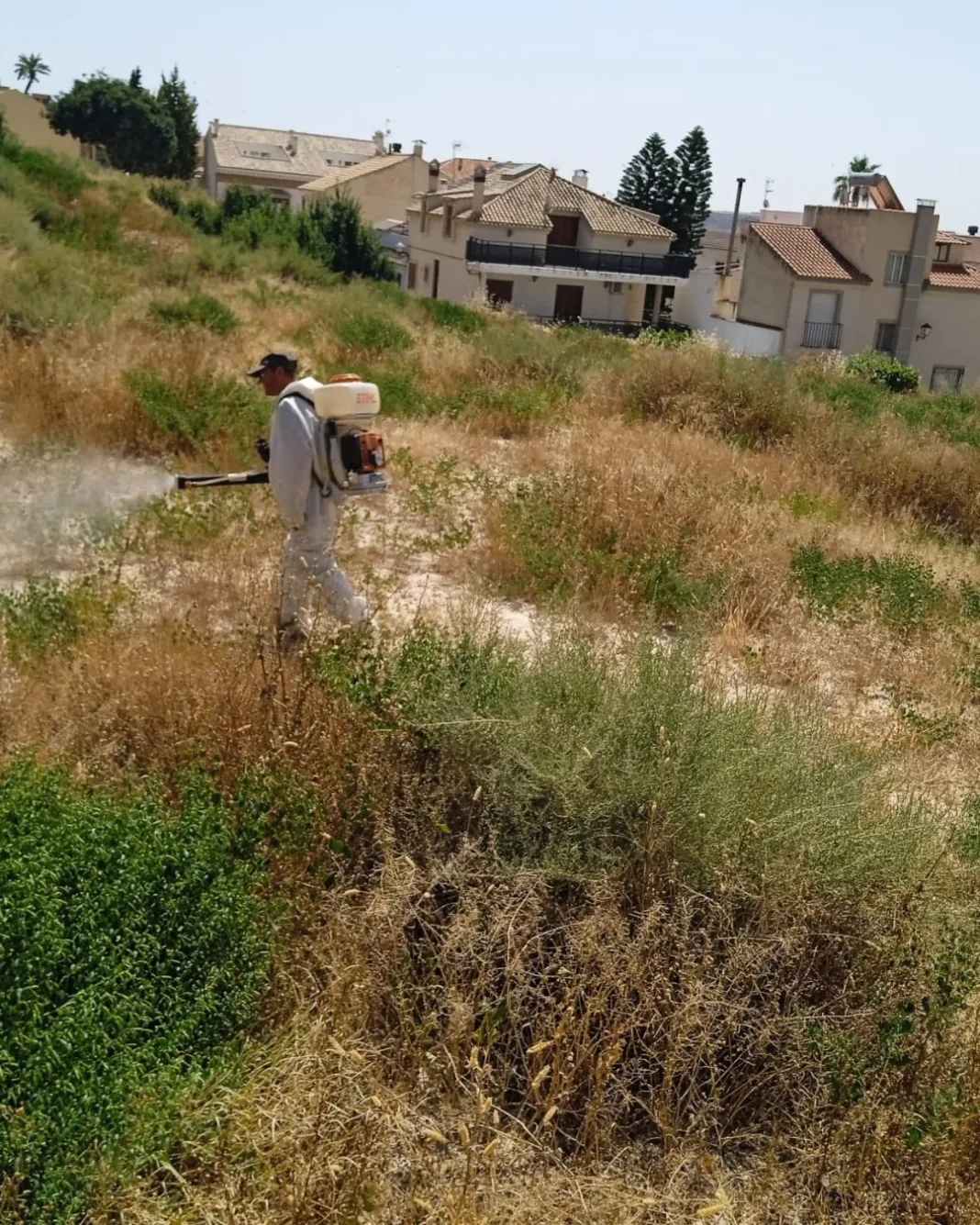 Mula intensifica la fumigación por la proliferación de la chinche del campo en varias zonas del municipio Mula intensifica la fumigación por la proliferación de la chinche del campo en varias zonas del municipio