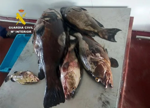 La Guardia Civil desarticula en Cartagena un grupo dedicado a la pesca furtiva tras incautar 300 kg en Los Nietos La Guardia Civil desarticula en Cartagena un grupo dedicado a la pesca furtiva tras incautar 300 kg en Los Nietos