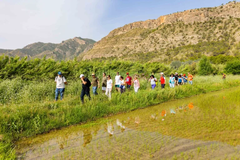 Calasparra celebra sus arrozales con rutas ecuestres y paseos botánicos entre biodiversidad y tradición