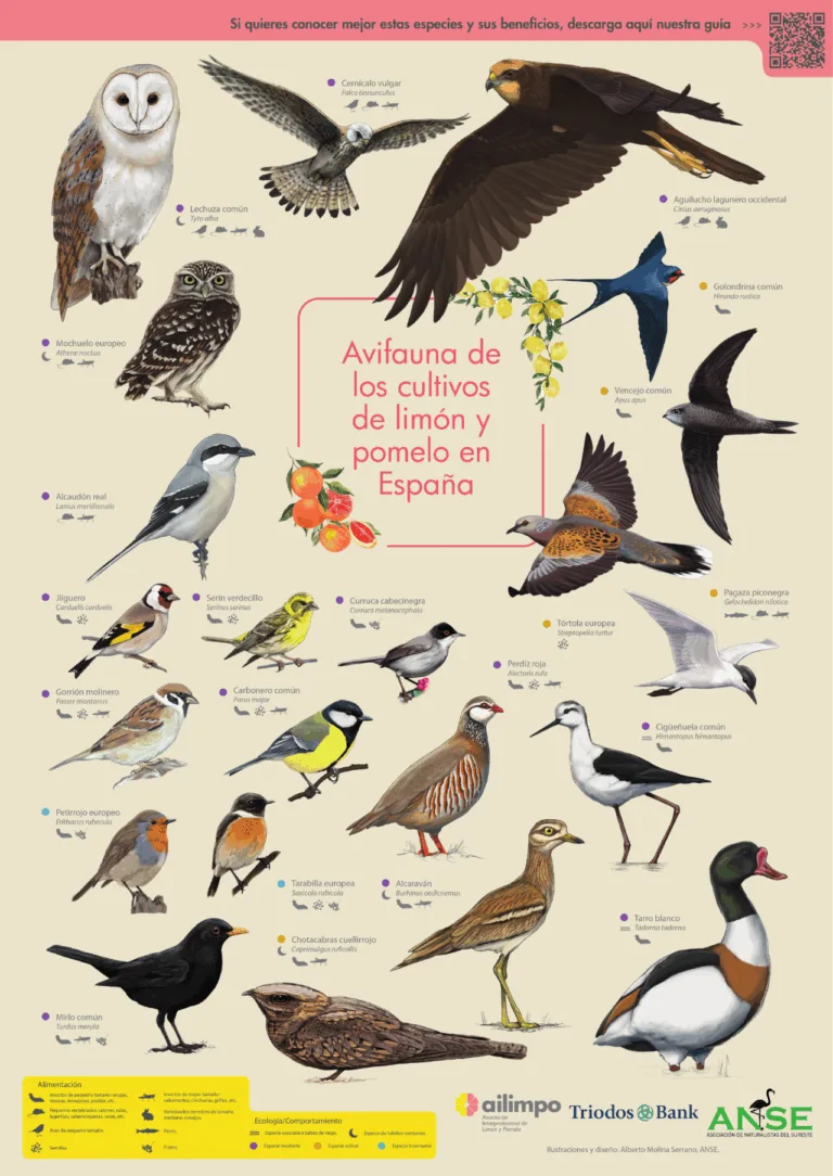 Las aves de los cítricos: ANSE, AILIMPO y Triodos presentan una guía sobre biodiversidad en fincas de limón y pomelo