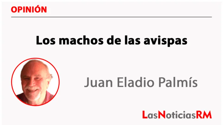 Los machos de las avispas