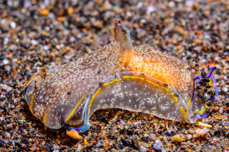 La vida marina resurge sobre las arenas negras de Portmán tras 35 años del cierre de los vertidos mineros