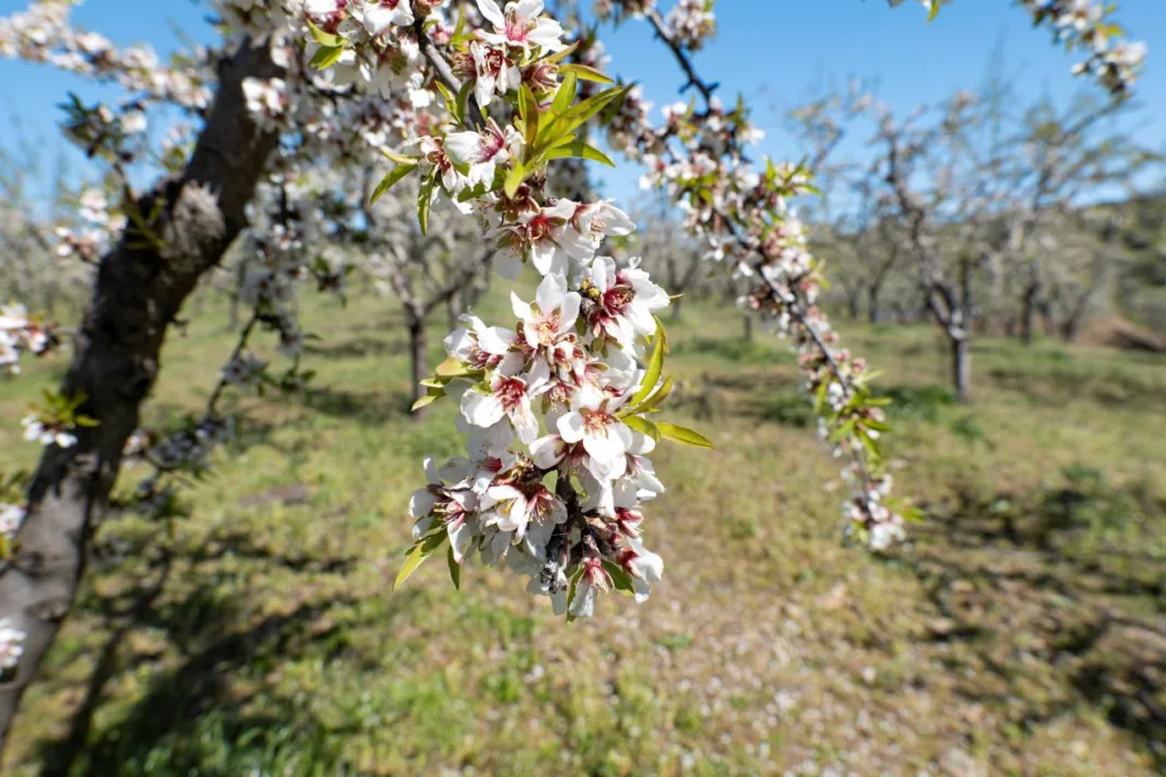 La almendra europea: un cultivo sostenible que protege el suelo, ahorra agua y combate la desertificación La almendra europea: un cultivo sostenible que protege el suelo, ahorra agua y combate la desertificación