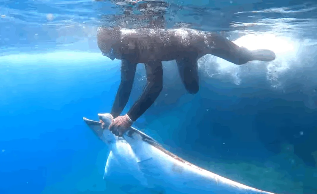 ANSE y WWF marcan y liberan 30 mantarrayas en la Almadraba de La Azohía para impulsar su conservación ANSE y WWF marcan y liberan 30 mantarrayas en la Almadraba de La Azohía para impulsar su conservación