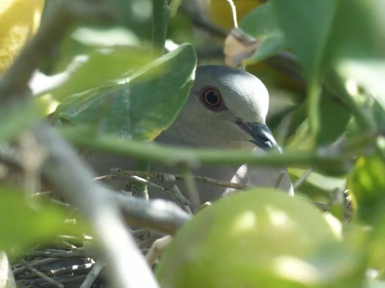 Altas densidades de tórtola europea en cultivos del Mar Menor revelan su valor ecológico