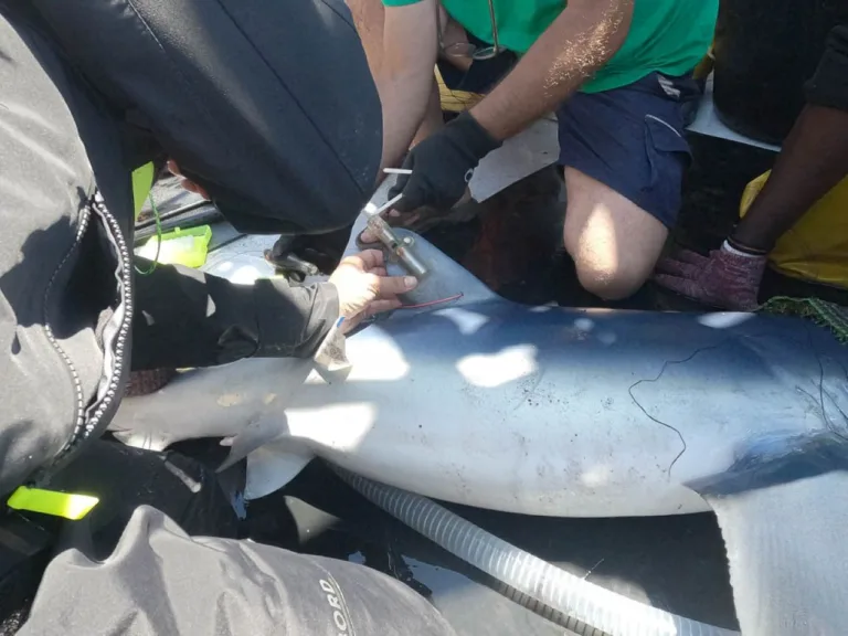 Marcan tres tintoreras en aguas de Cartagena para proteger a los tiburones en peligro crítico del Mediterráneo