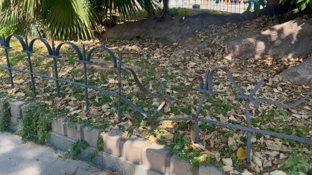 El PSOE denuncia el abandono de las zonas verdes de Cartagena y alerta de riesgos por falta de poda