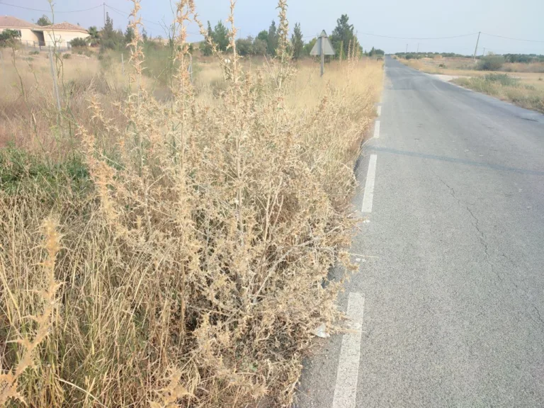 El PSOE acusa a Fulgencio Gil de poner en riesgo a las pedanías de Lorca por el abandono del desbroce