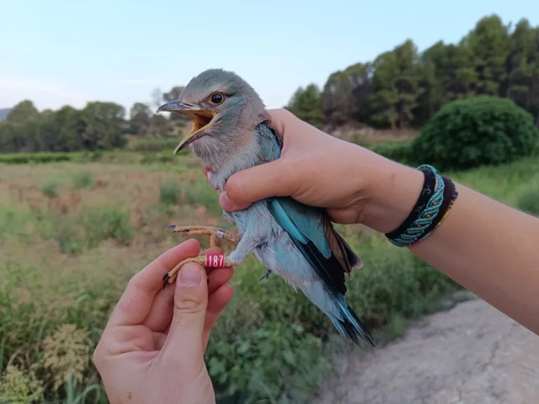 Las cajas nido de Fluviatilis rozan el 40% de ocupación en Almadenes