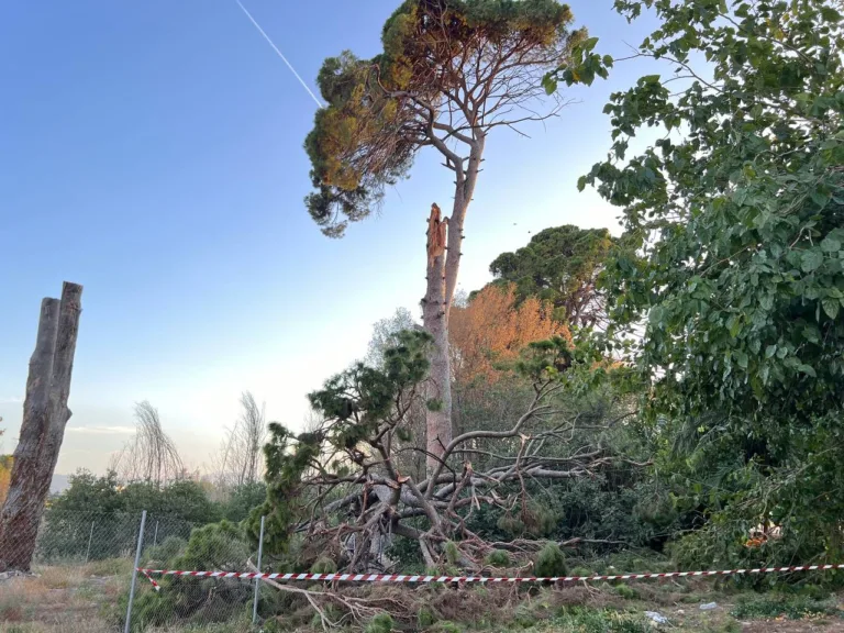 Huermur denuncia la desaparición de los pinos centenarios de Churra y exige responsabilidades