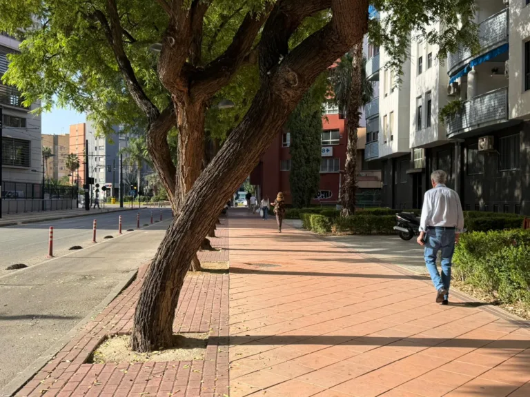 El PSOE exige un plan urgente de revisión del arbolado y la licitación inmediata del contrato de mantenimiento de jardines en Murcia