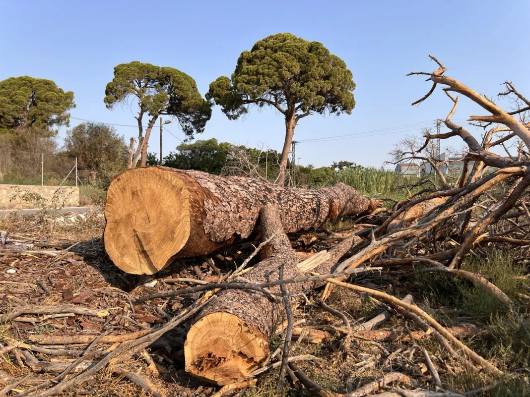 Los pinos centenarios de Churra entran en la Lista Roja del patrimonio natural en peligro