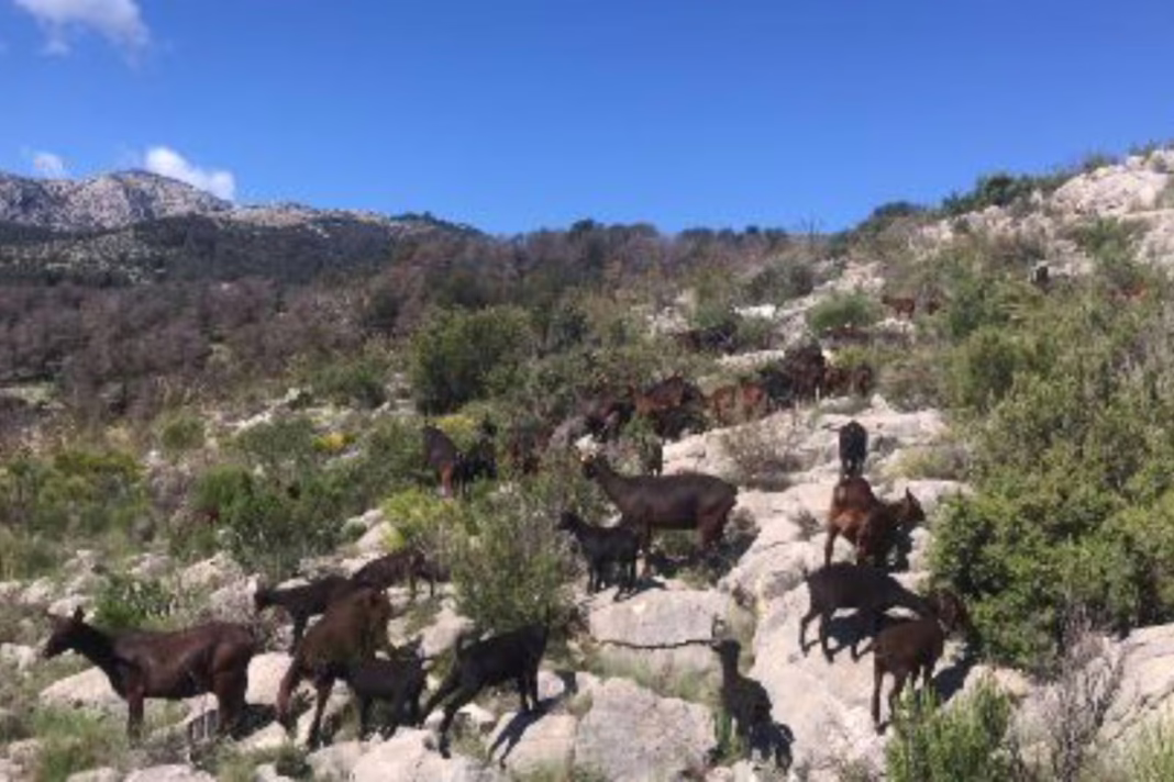 Mula refuerza la prevención de incendios forestales impulsando el pastoreo en los montes municipales