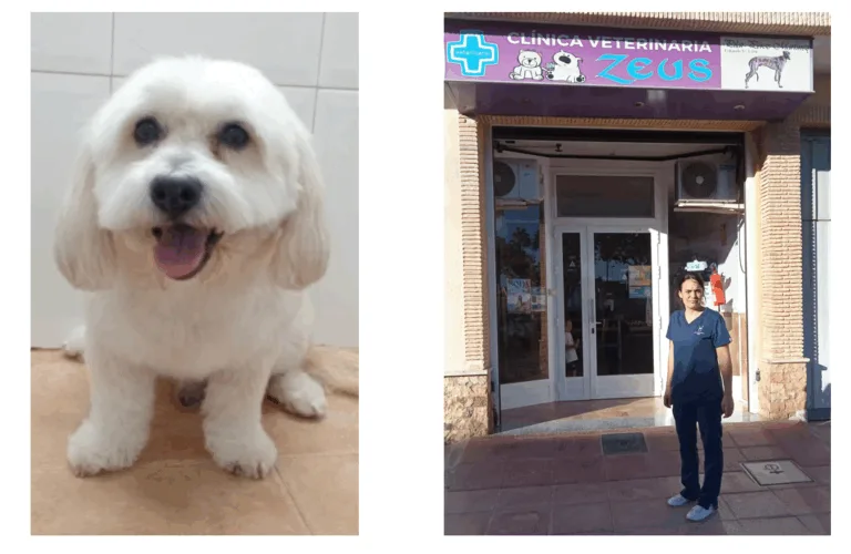 Una veterinaria de Balsicas salva la vida a un perro anciano con un tratamiento innovador basado en un compuesto usado en humanos