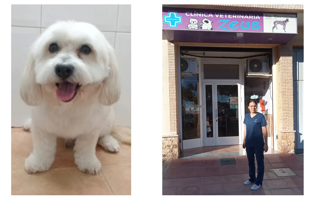 Una veterinaria de Balsicas salva la vida a un perro anciano con un tratamiento innovador basado en un compuesto usado en humanos Una veterinaria de Balsicas salva la vida a un perro anciano con un tratamiento innovador basado en un compuesto usado en humanos