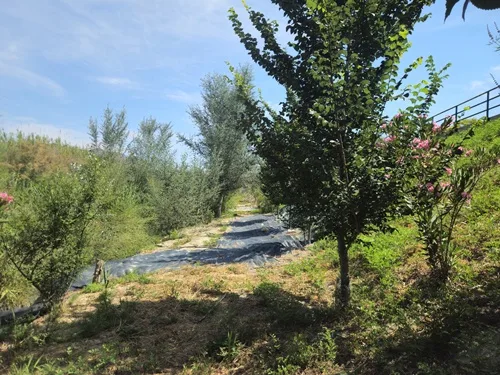 Bosque de ribera del río Segura a su paso por Beniel (foto archivo) Beniel activa las propuestas vecinales de los VIII Presupuestos Participativos