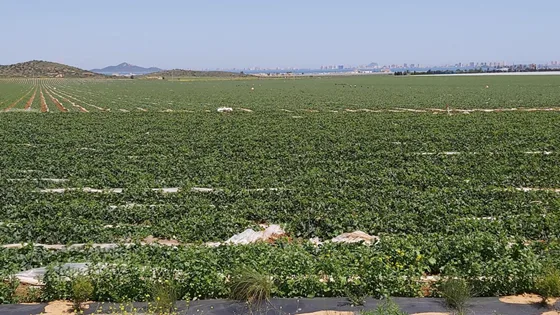 Votos a cambio de destruir el Mar Menor