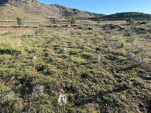 Ecologistas en Acción exige investigar la planta solar “La Isla” por incumplir medidas ambientales en Llano del Beal Ecologistas en Acción exige investigar la planta solar “La Isla” por incumplir medidas ambientales en Llano del Beal