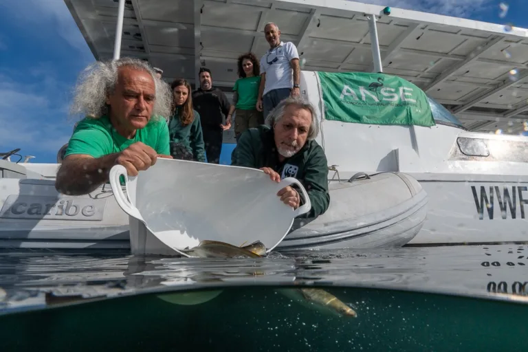 ANSE y WWF liberan 70 anguilas en el Mar Menor tras la veda