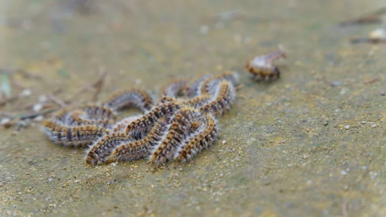 Francisco Jesús Almodóvar advierte: los errores con la procesionaria pueden causar necrosis en perros