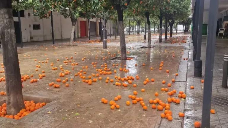 El PSOE exige licitar Parques y Jardines en Murcia tras el colapso del servicio y las naranjas sin recoger