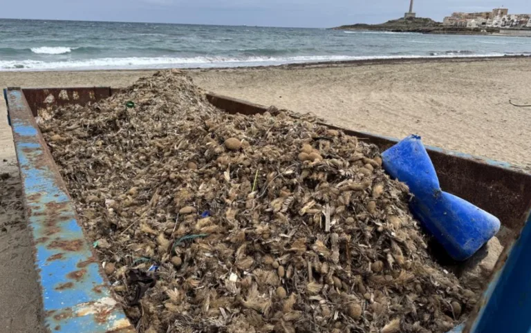 PROCABO pide a Cartagena que deje de retirar posidonia con maquinaria pesada