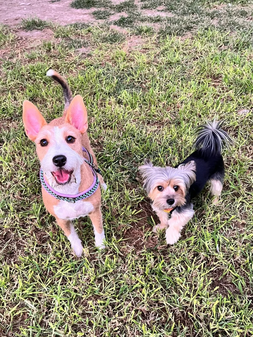 PSOE denuncia el freno al Centro de Bienestar Animal de Molina