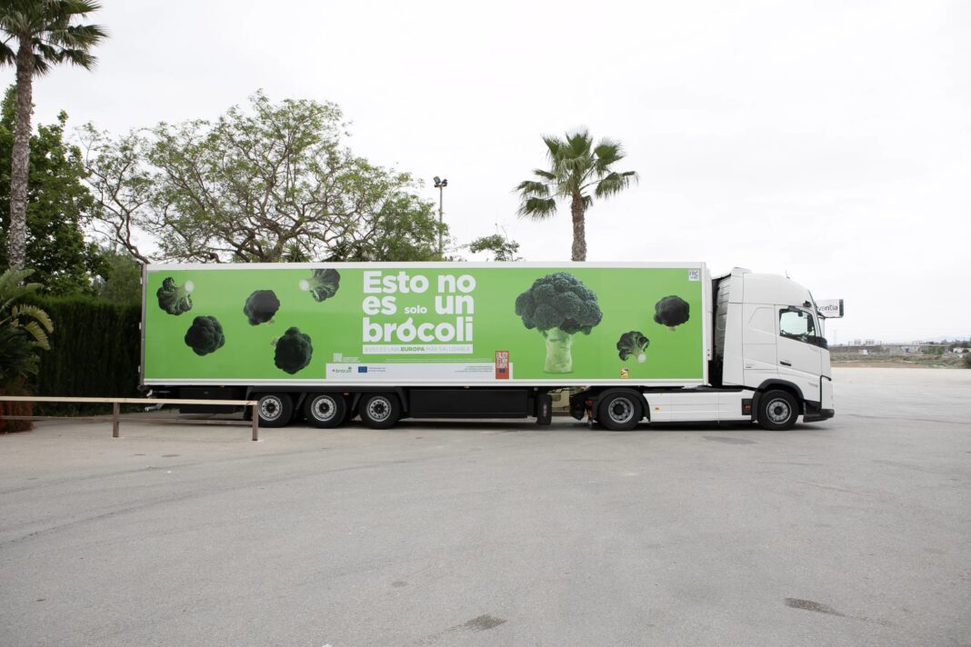 Brócoli, alcachofa y fresa conquistan Europa desde Totana