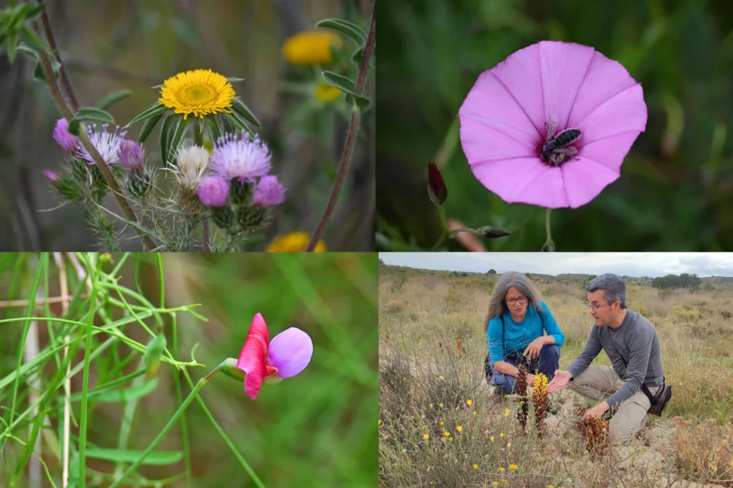 La Región se suma al Biomaratón para fotografiar su flora silvestre